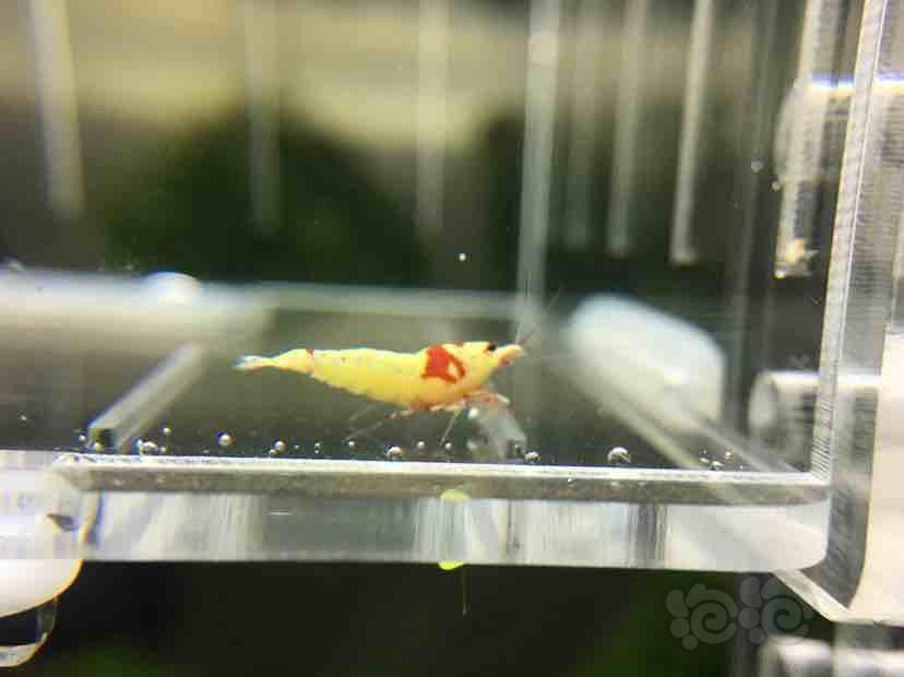 【虾】2018-9-2★RMB拍卖红白水晶虾一份10只-图4