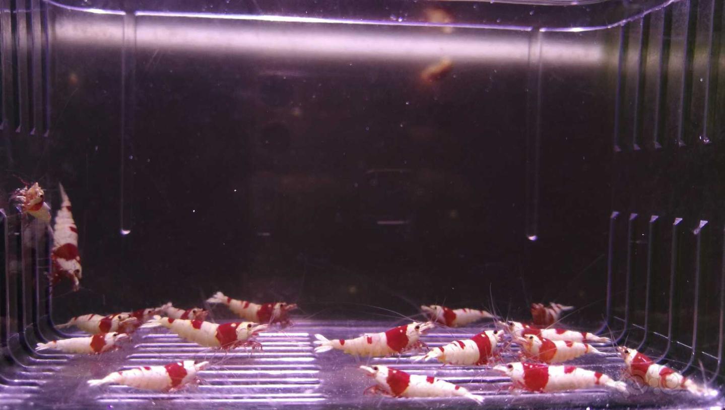 红白公虾一份20只-图1
