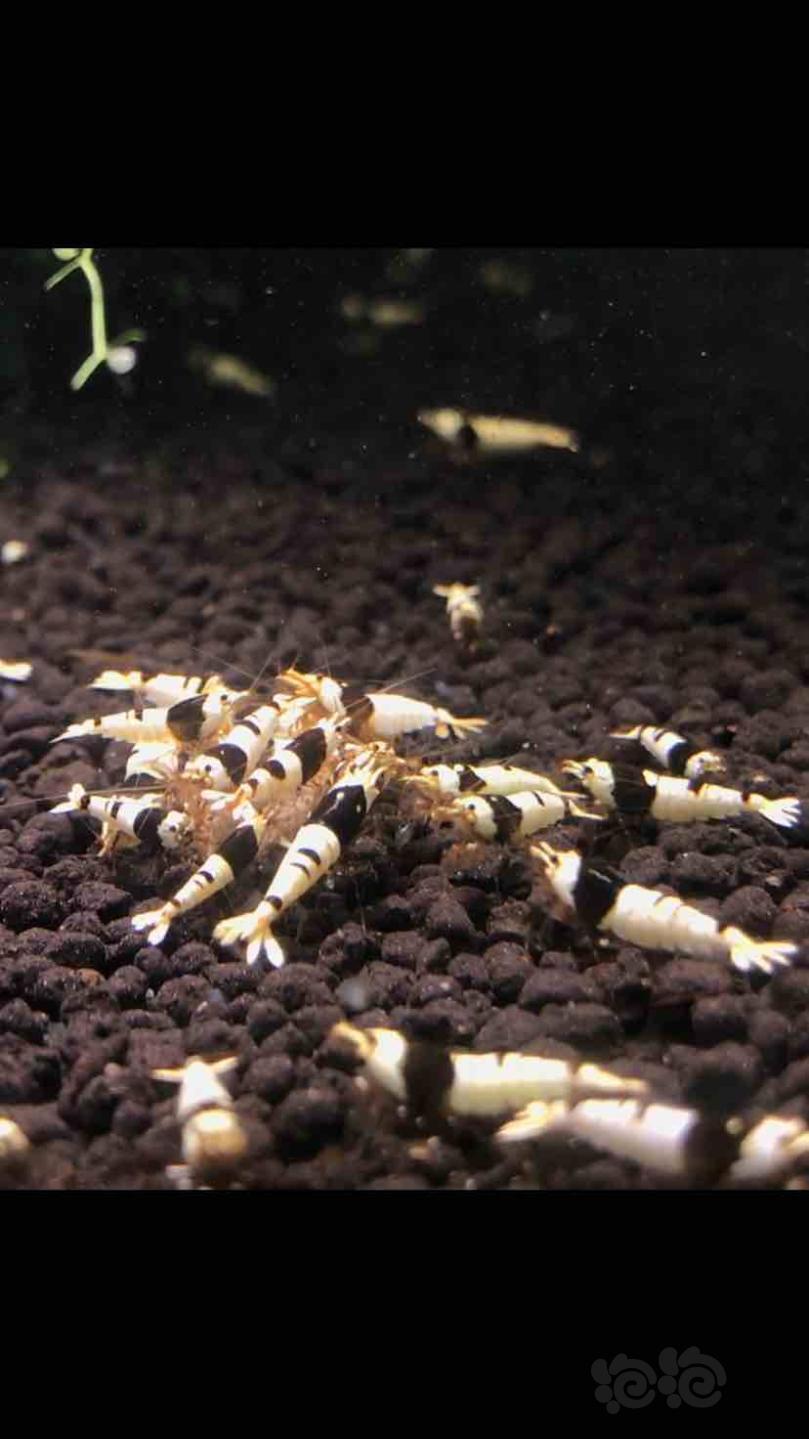 黑白系统水晶虾