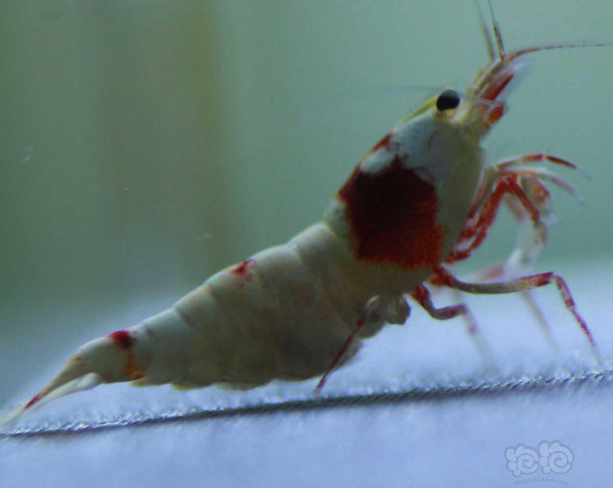 【虾】2018-09-21#RMB拍卖红白高端水晶虾1对-图4