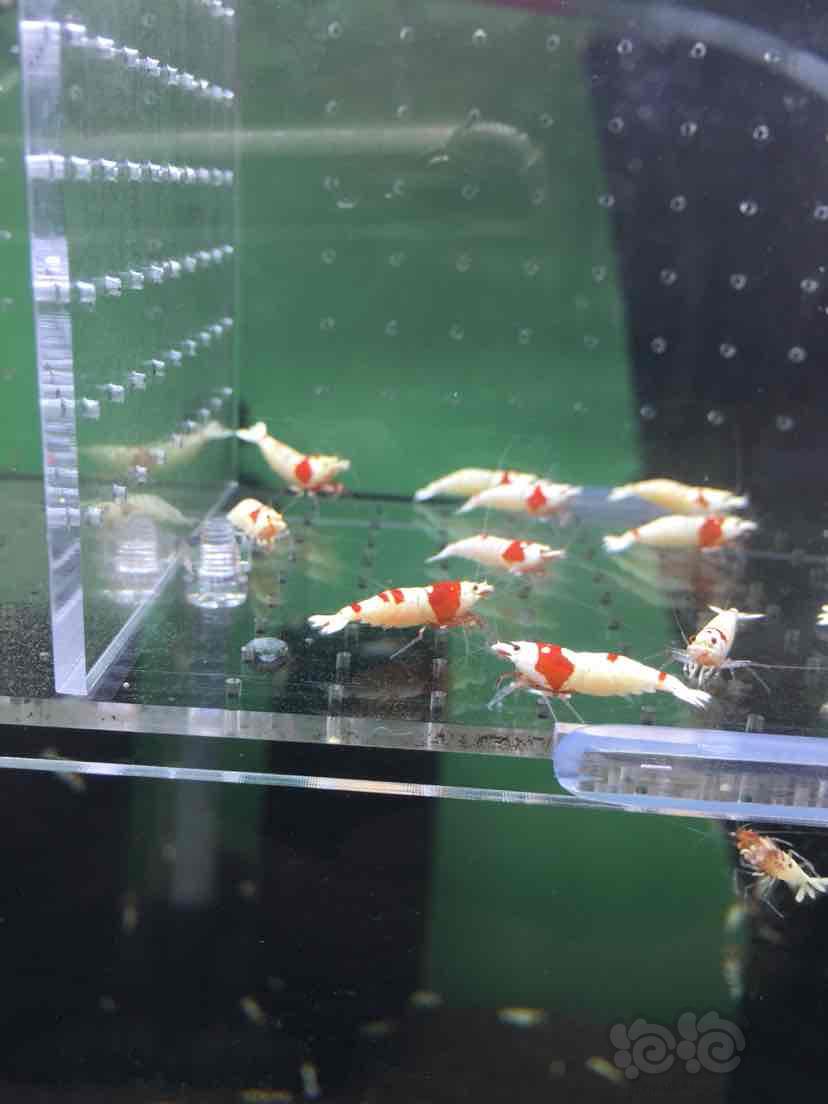 出一盒红白水晶虾繁殖组6公8母-图5