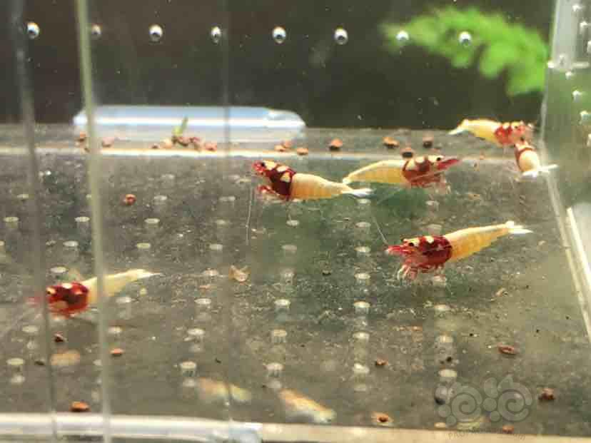 【虾】2018-09-02＃RMB拍卖红洞头水晶虾一份-2-图2