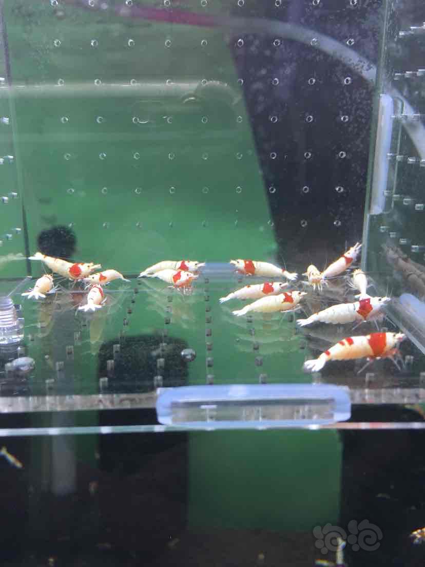 出一盒红白水晶虾繁殖组6公8母-图3