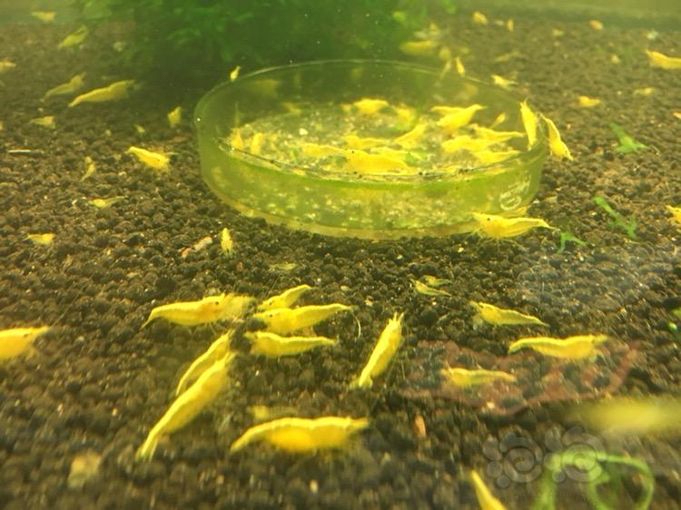 金背黄金米虾-图2