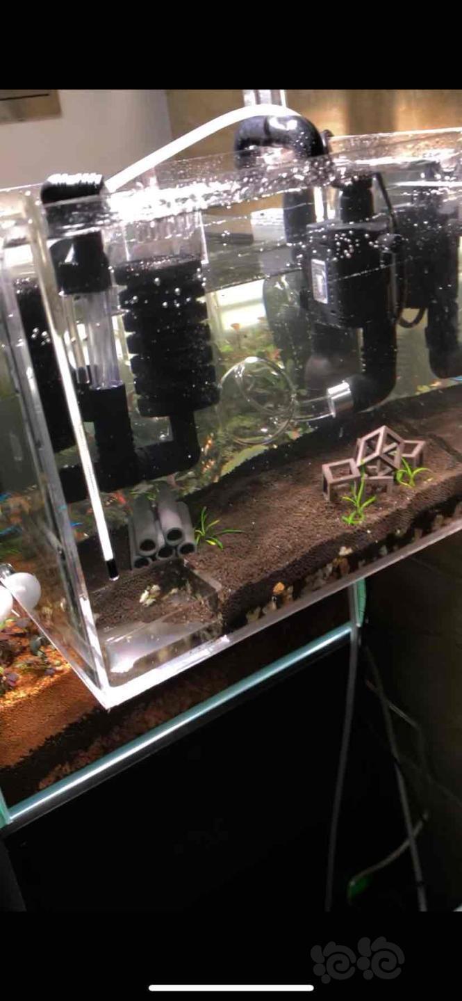 开了个水晶虾缸