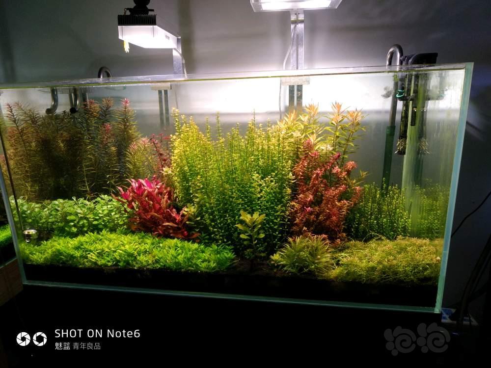 出水草 大量叉注花6毛 南美小园叶6毛 还有其他水草 泡泡水族