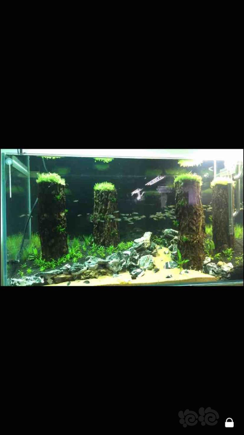 【沉木】香槟树皮6根一根20元