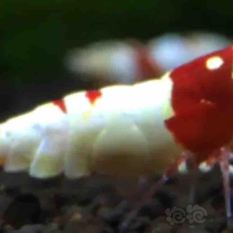 【虾】2018-09-02#RMB拍卖红白水晶虾一只-图2