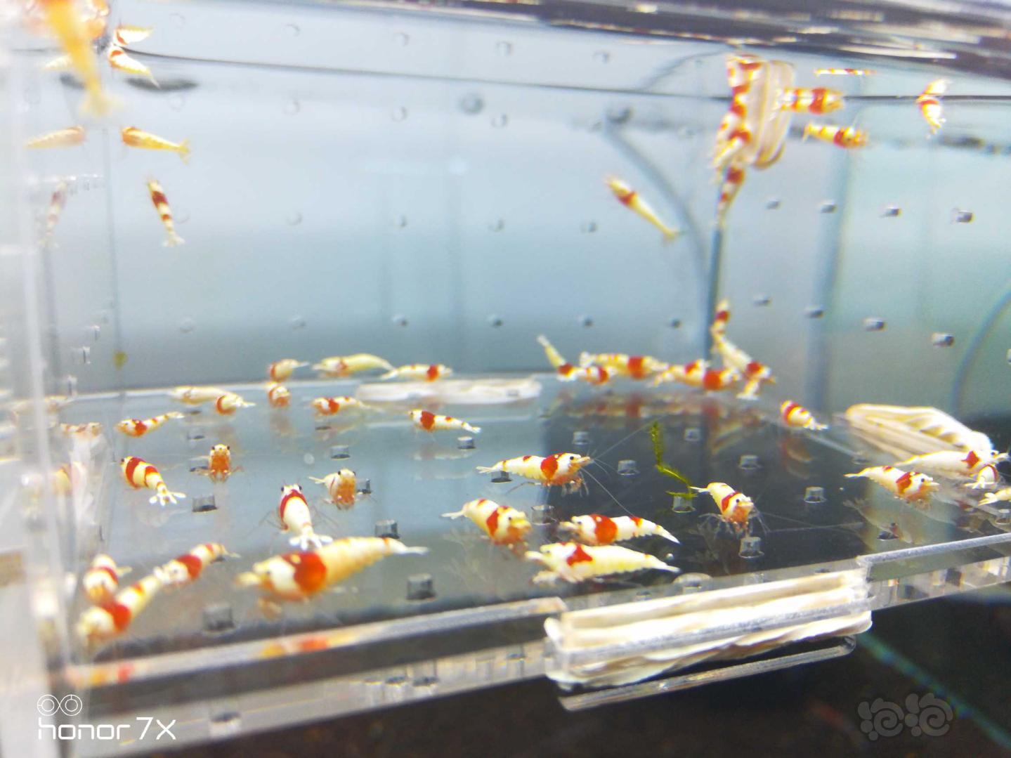 【虾】2018-09-13#RMB拍卖纯血红白一份50只-图1