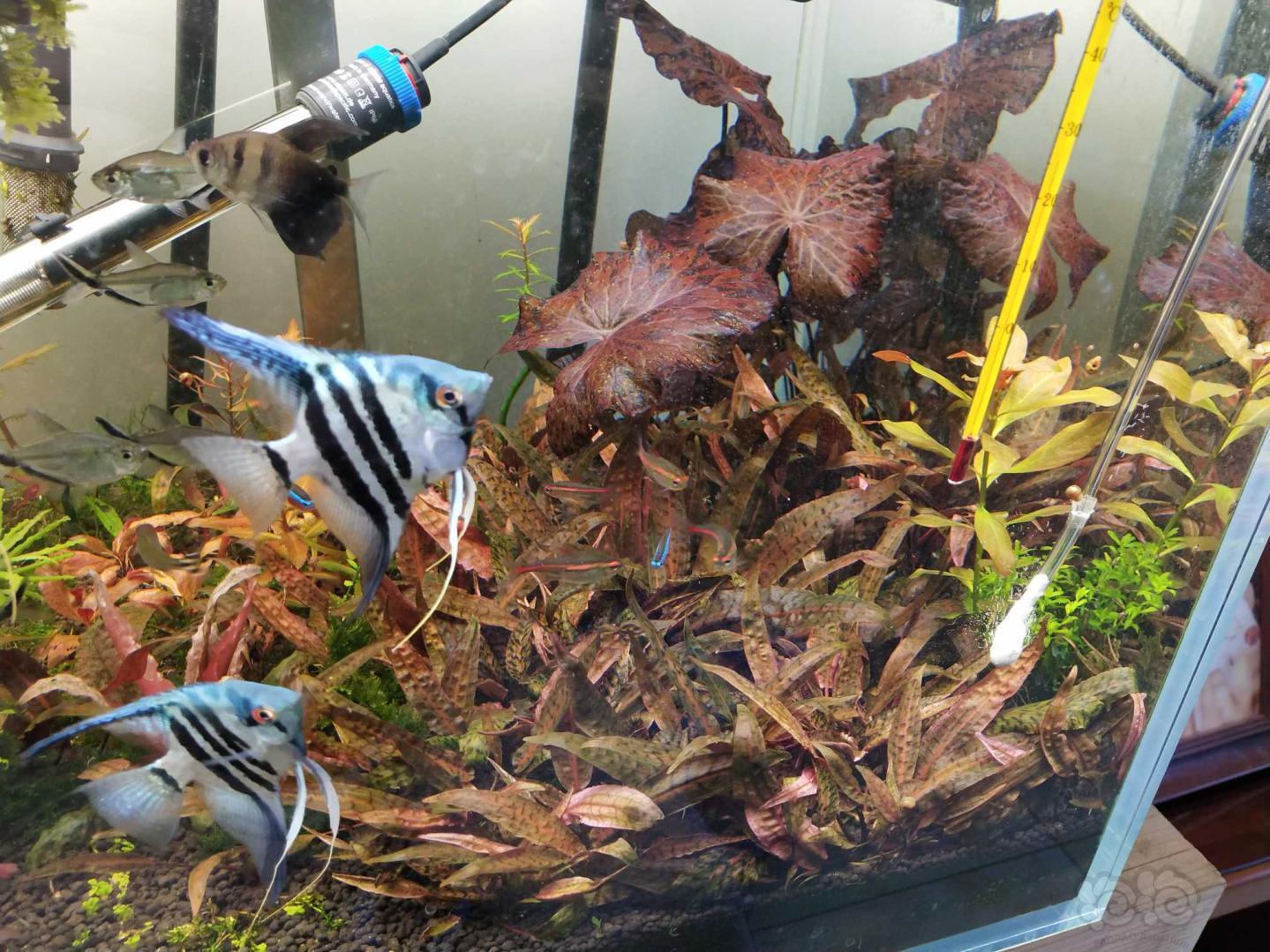 准备翻缸了 虎纹椒草 紫线阿芬大量估计有50多颗,2元一颗打包包邮