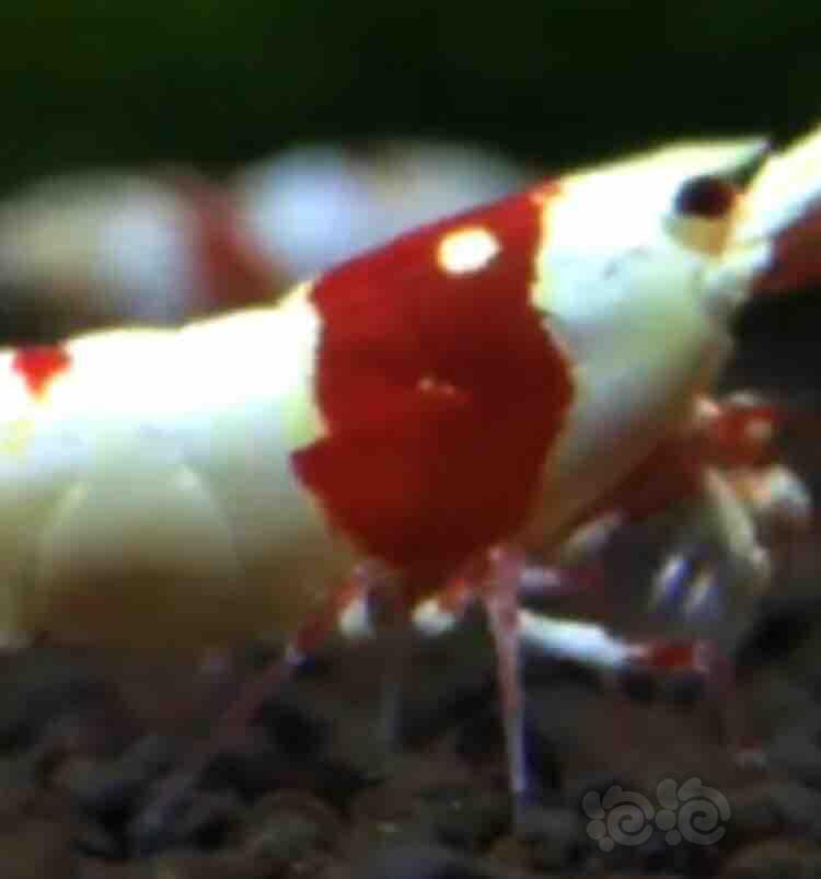 【虾】2018-09-02#RMB拍卖红白水晶虾一只-图1