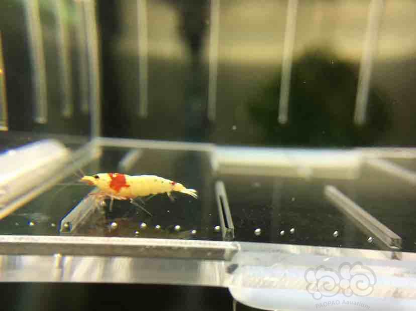 【虾】2018-9-2★RMB拍卖红白水晶虾一份10只-图5