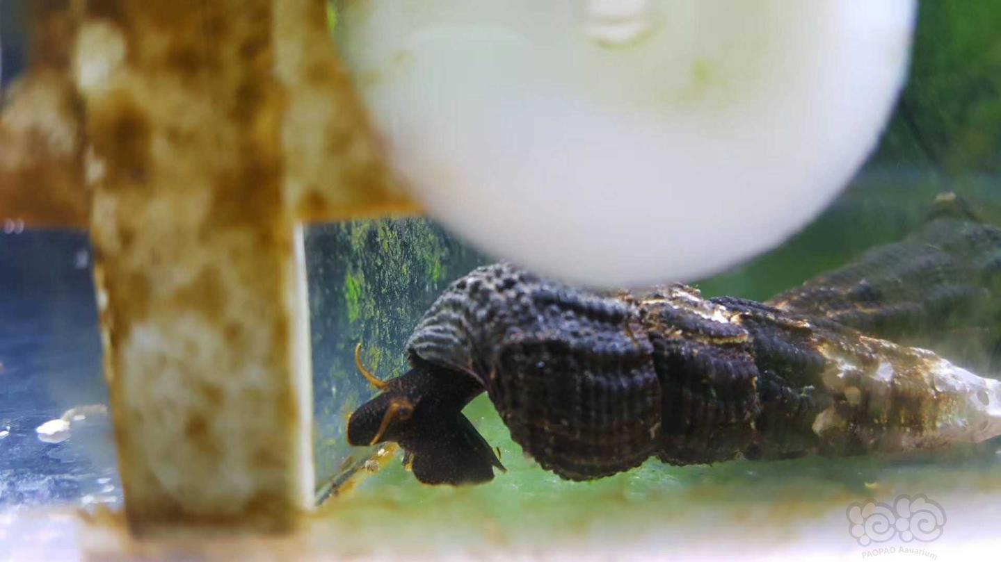 出售橙须黄嘴满天星