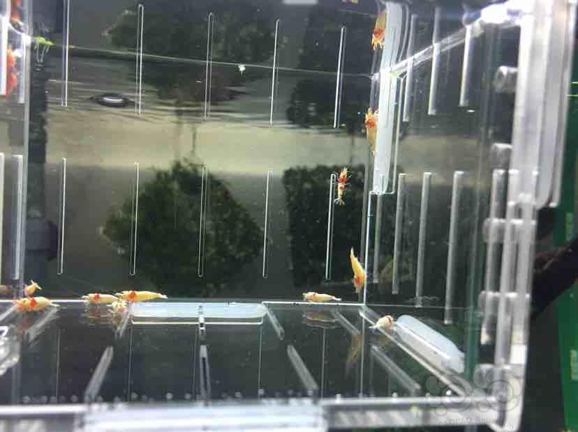 【虾】2018-9-2★RMB拍卖红白水晶虾一份10只-图2