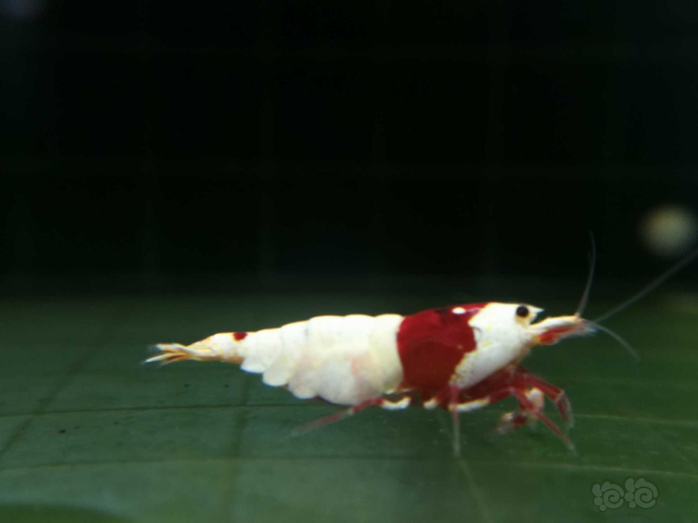 【虾】2018-9-5#RMB拍卖红白水晶虾4只-图3