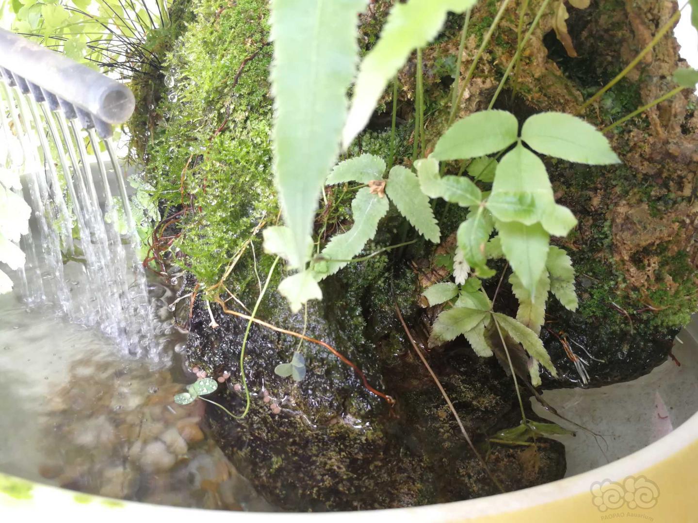 【水陆】生态绿植水陆缸-图6