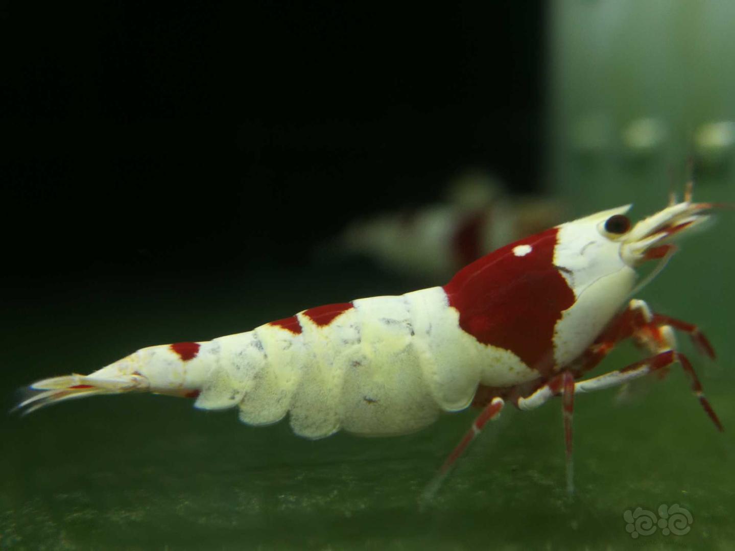 【虾】2018-9-5拍卖红白水晶虾2只-图3