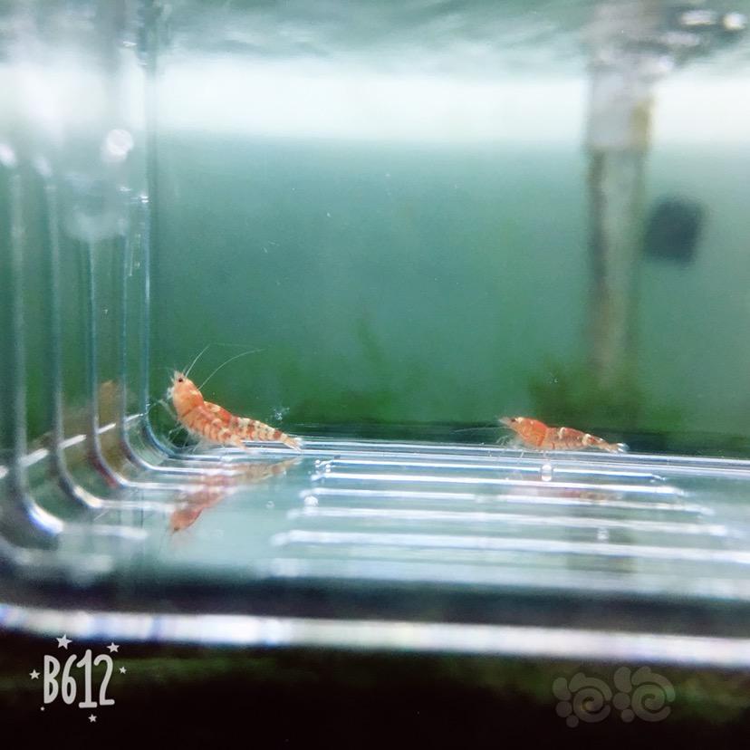 【虾】2018-9-2#RMB拍卖红花虎5只-图1