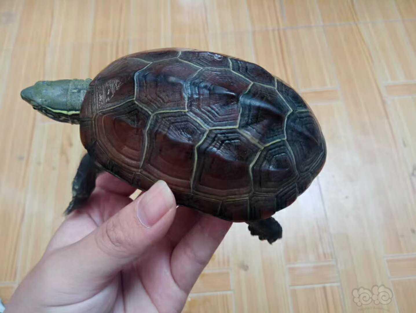 出售出售45年草龟