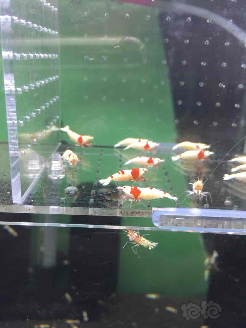 出一盒红白水晶虾繁殖组6公8母-图4