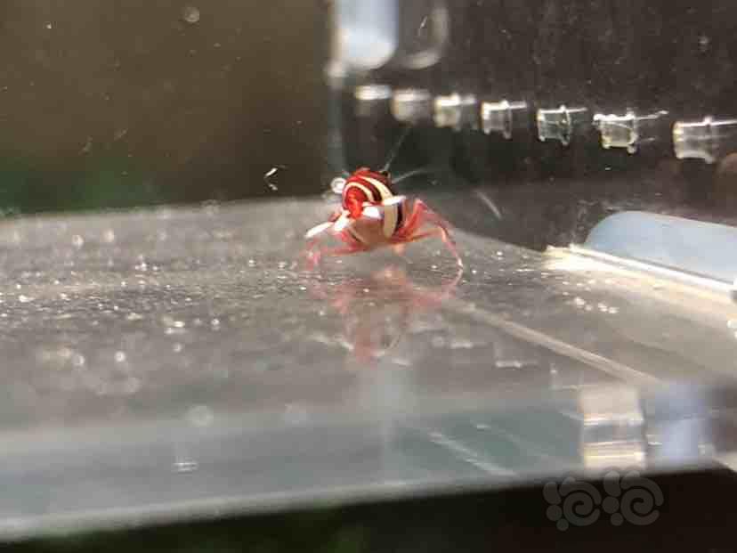 【虾】2018-09-12#RMB拍卖酒红水晶虾一份-图5