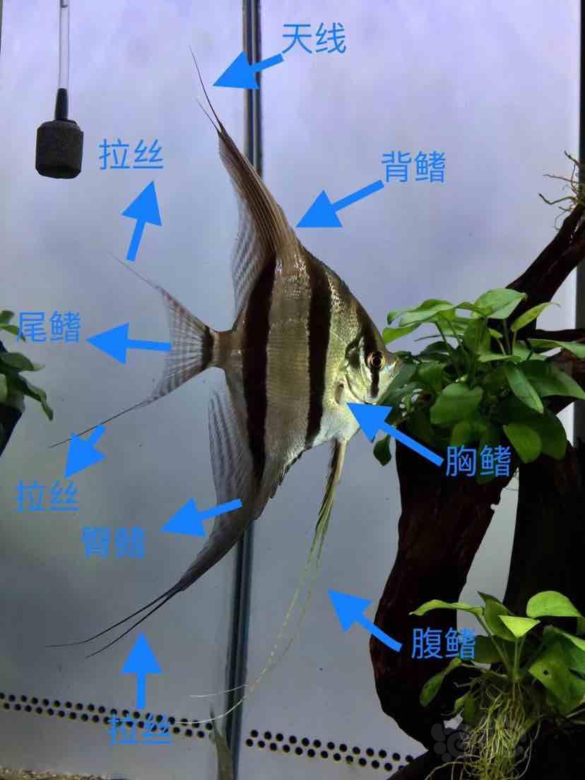 鱼鳞燕鸟公母图片区别图片