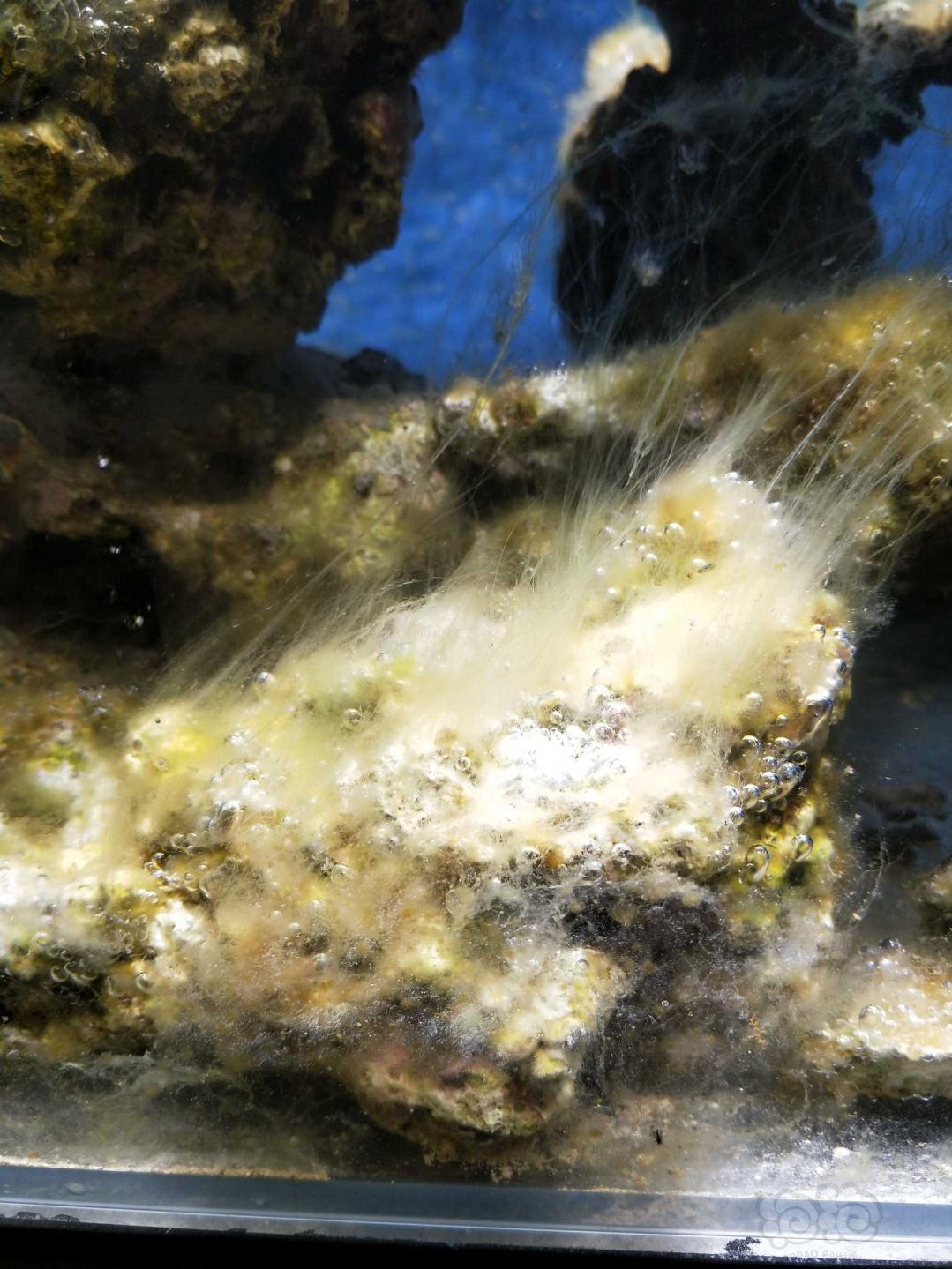 海缸爆藻-图6