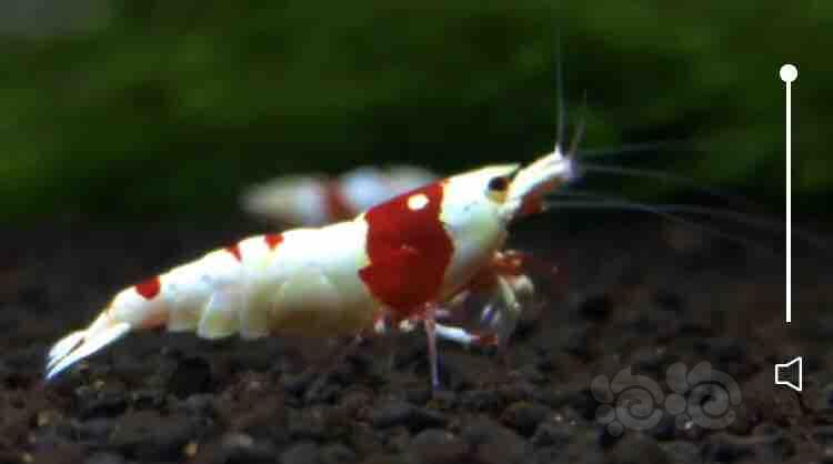 【虾】2018-09-02#RMB拍卖红白水晶虾一只-图4