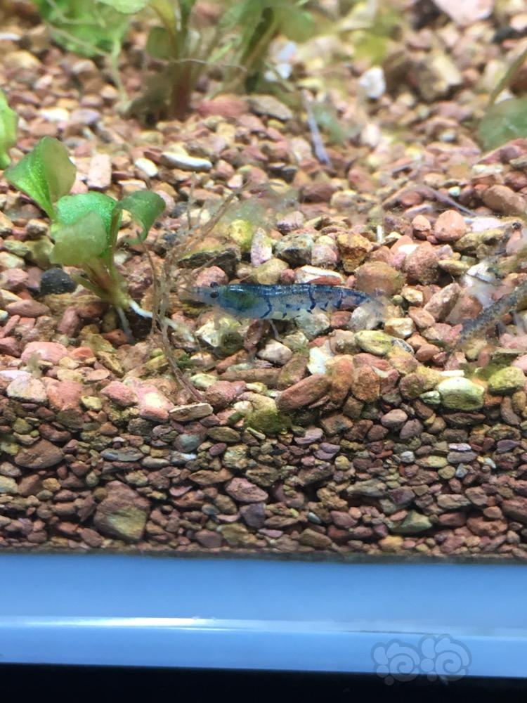 身上长满藻的虎纹虾 见过没-图2