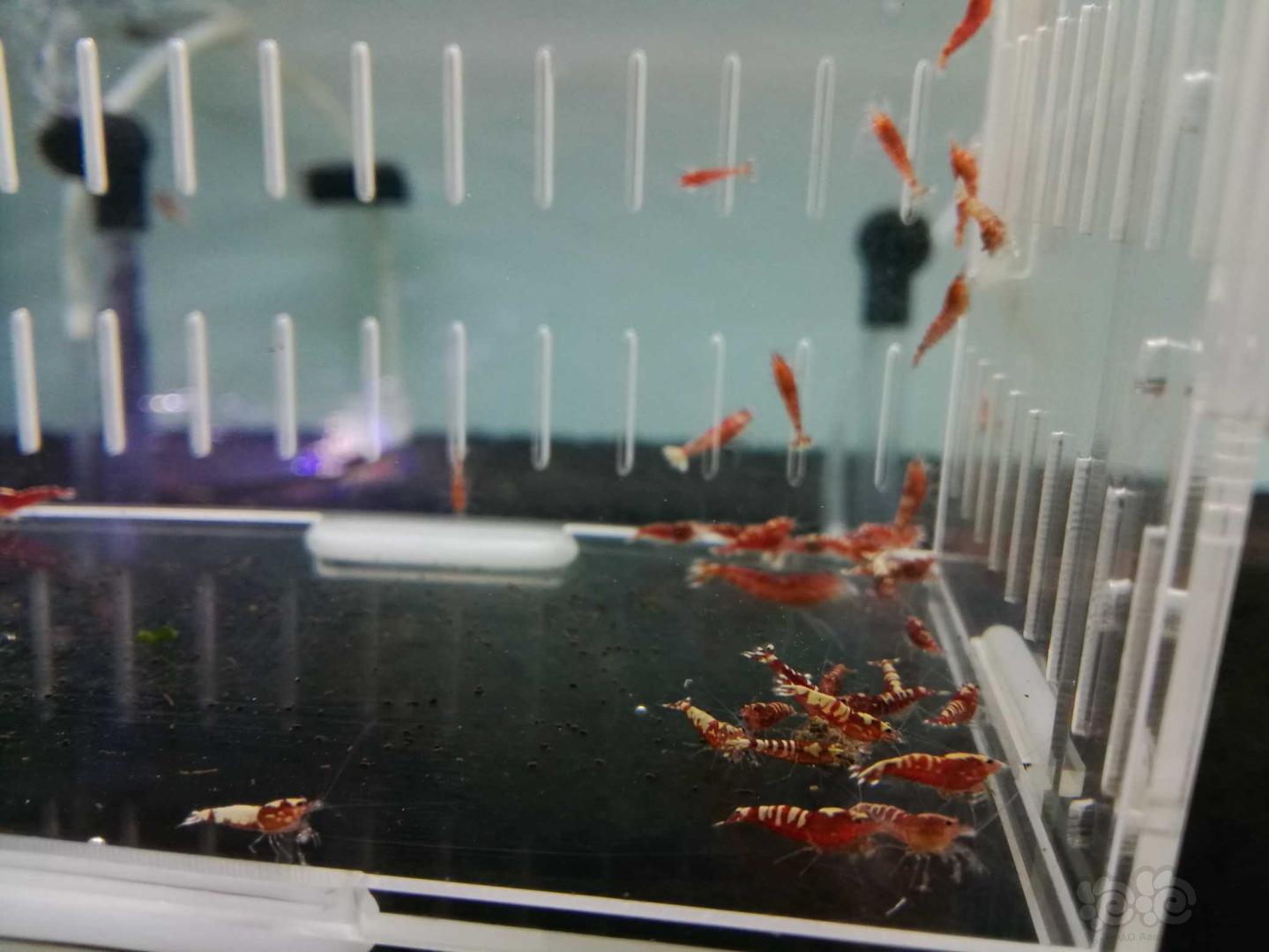 【虾】2018-10-25#RMB拍卖红银河鱼骨淘汰幼虾30只-图1