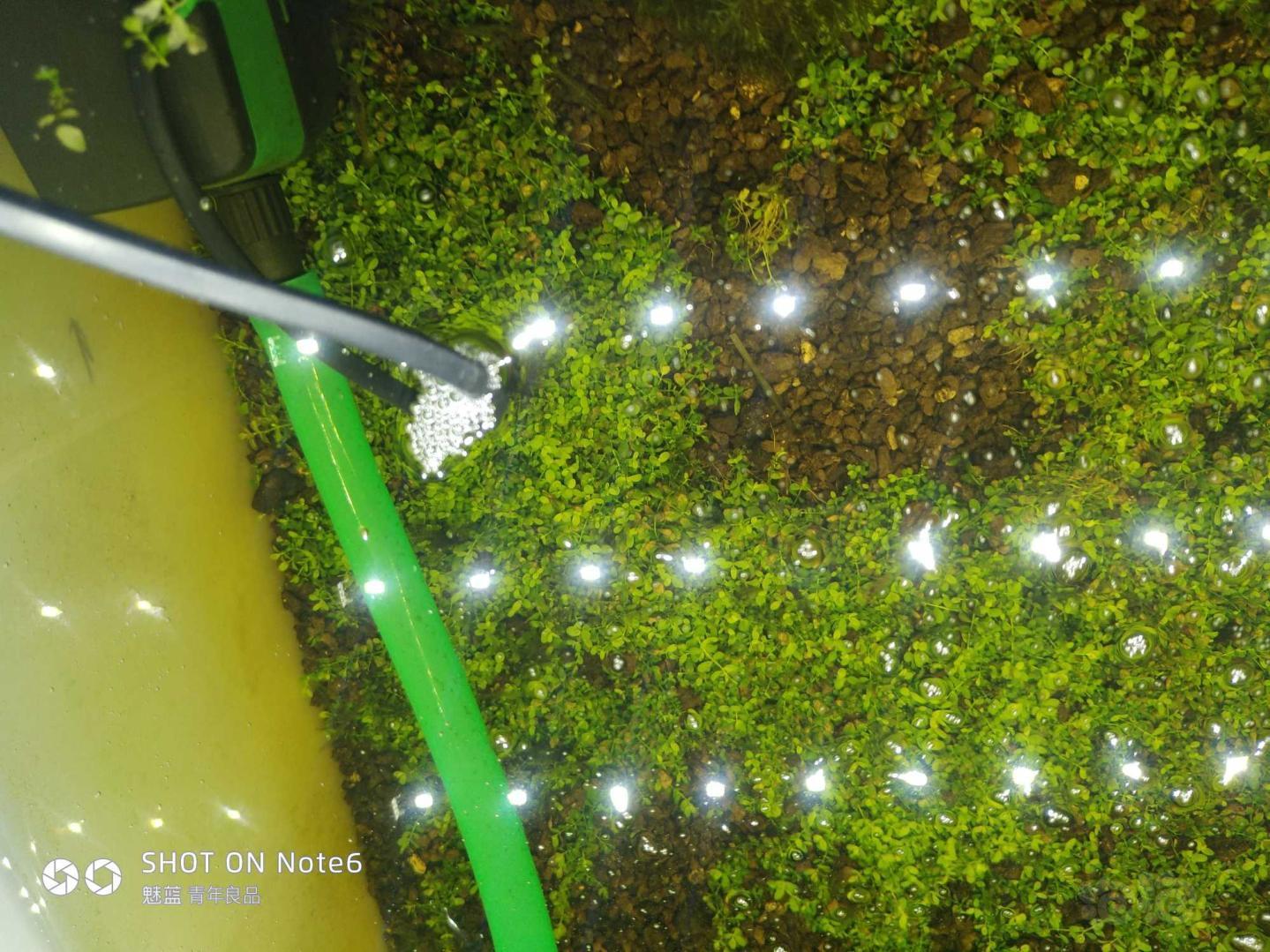 爬地矮珍珠求助!为什么每次都是刚爬满叶片就开始发黄!叶片边缘发黑