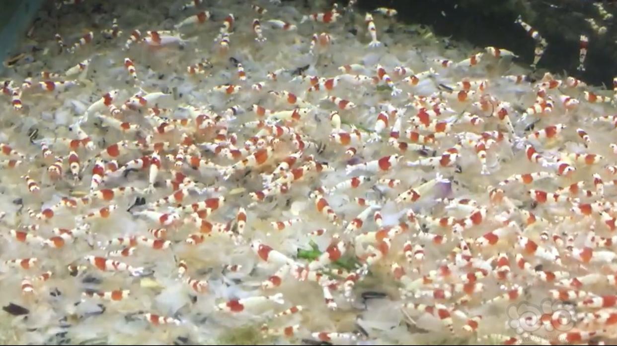 纯血红白水晶虾，每只2元，出怪蕨莫斯-图5
