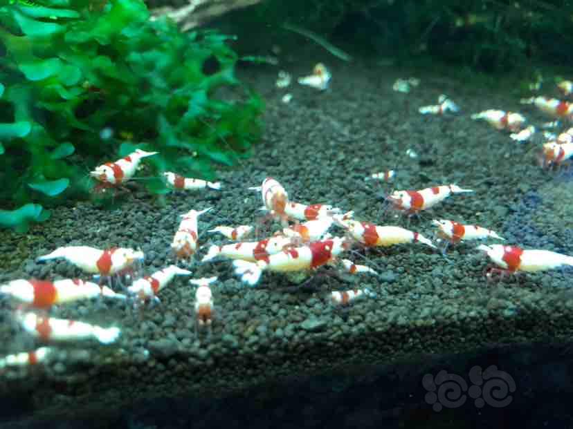 【出售】出售纯血红白水晶虾-图5