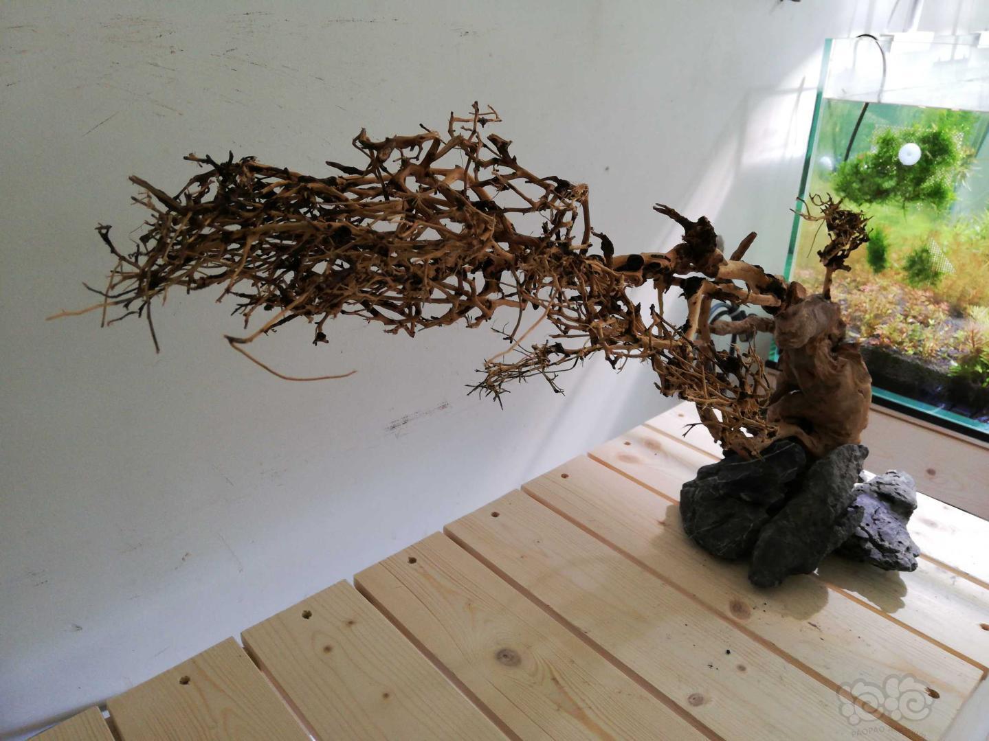 沉木出超大只泰国枝