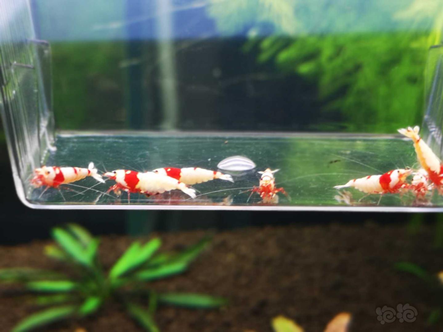 【虾】2018-10-12#RMB拍卖红白水晶虾5公7母繁殖组-图5