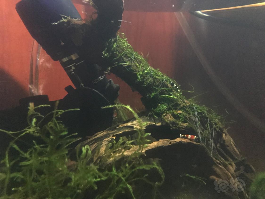 虾缸里白色透明小虫子很灵活拍不到像是蚤类要怎么处理我一开始还以为