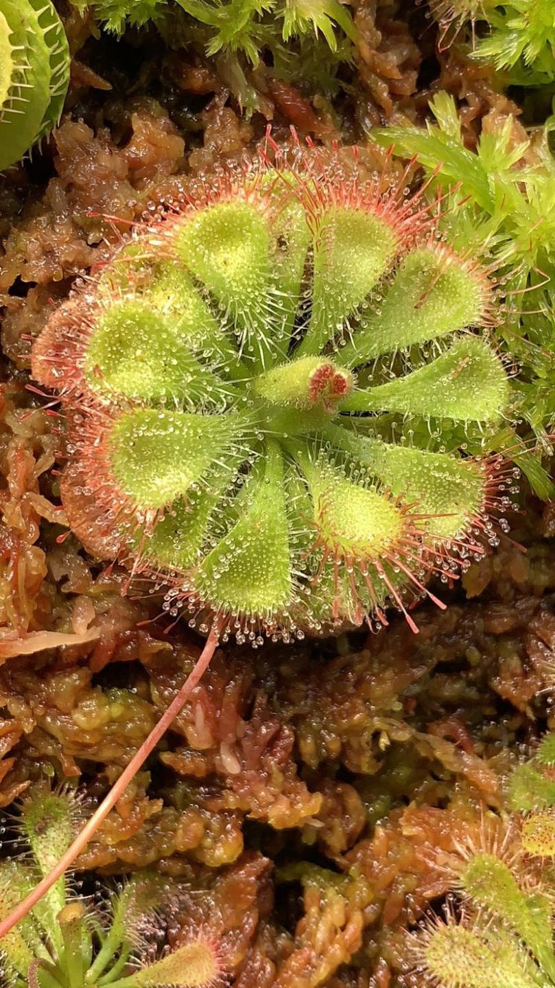 食虫天气冷了茅膏菜开始生长了