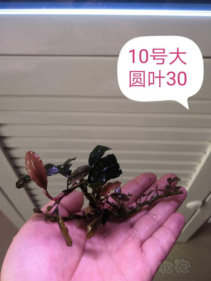 【辣椒榕】【出售】便宜出辣椒榕-图10