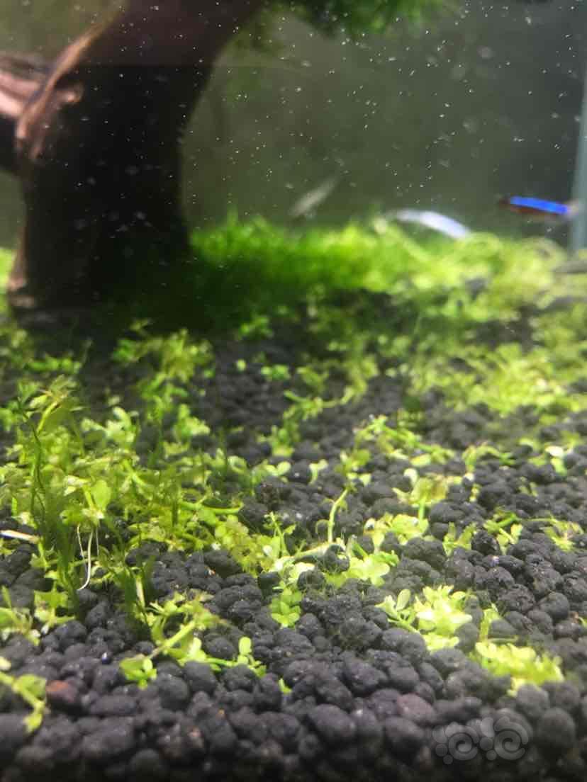 这是什么藻啊水草泥上都有