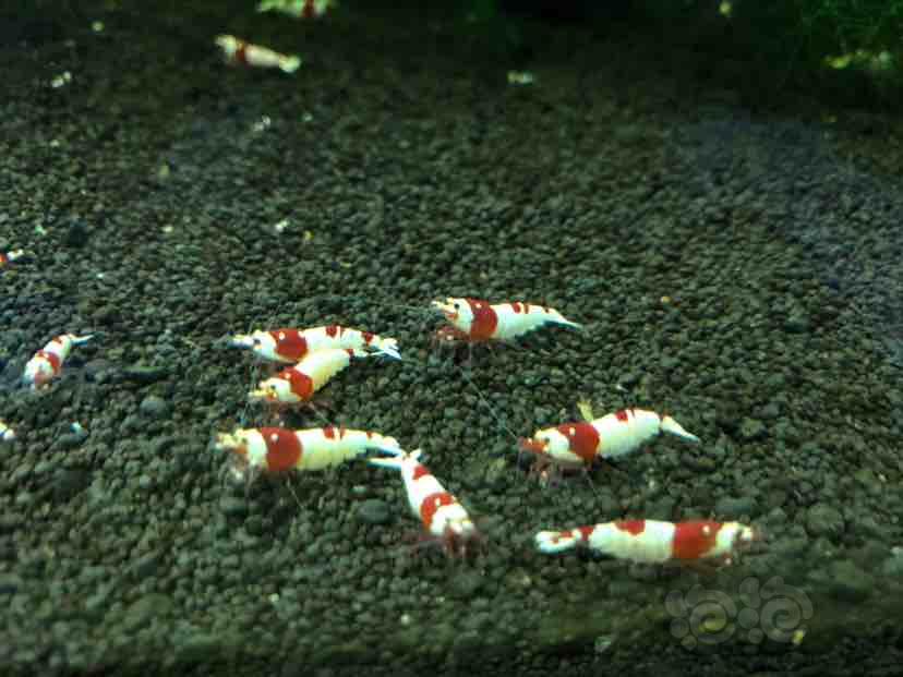 【出售】出售红白水晶虾-图2