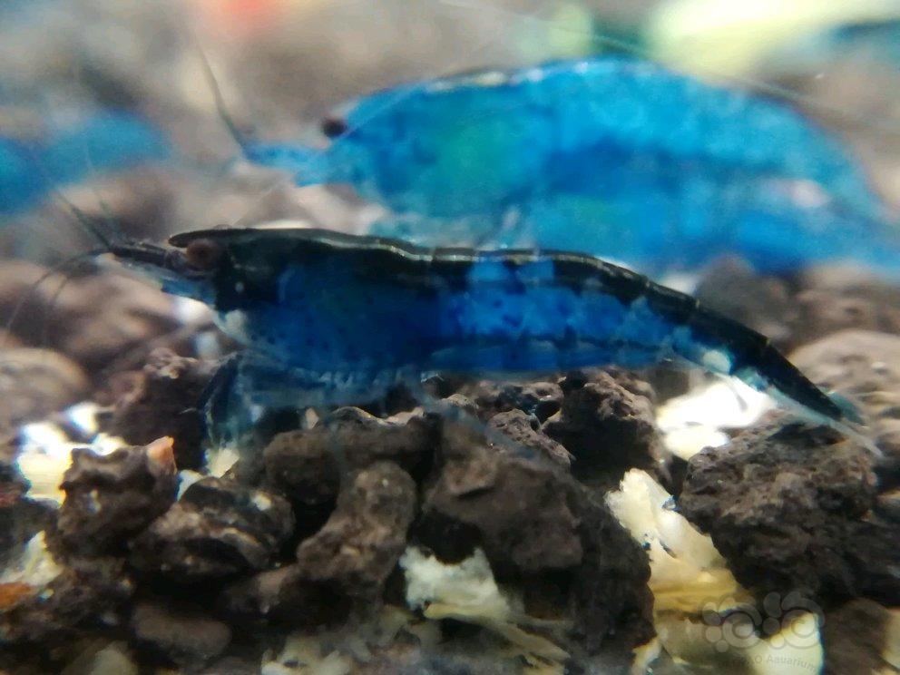【出售】出售一组蓝宝石虾-图2