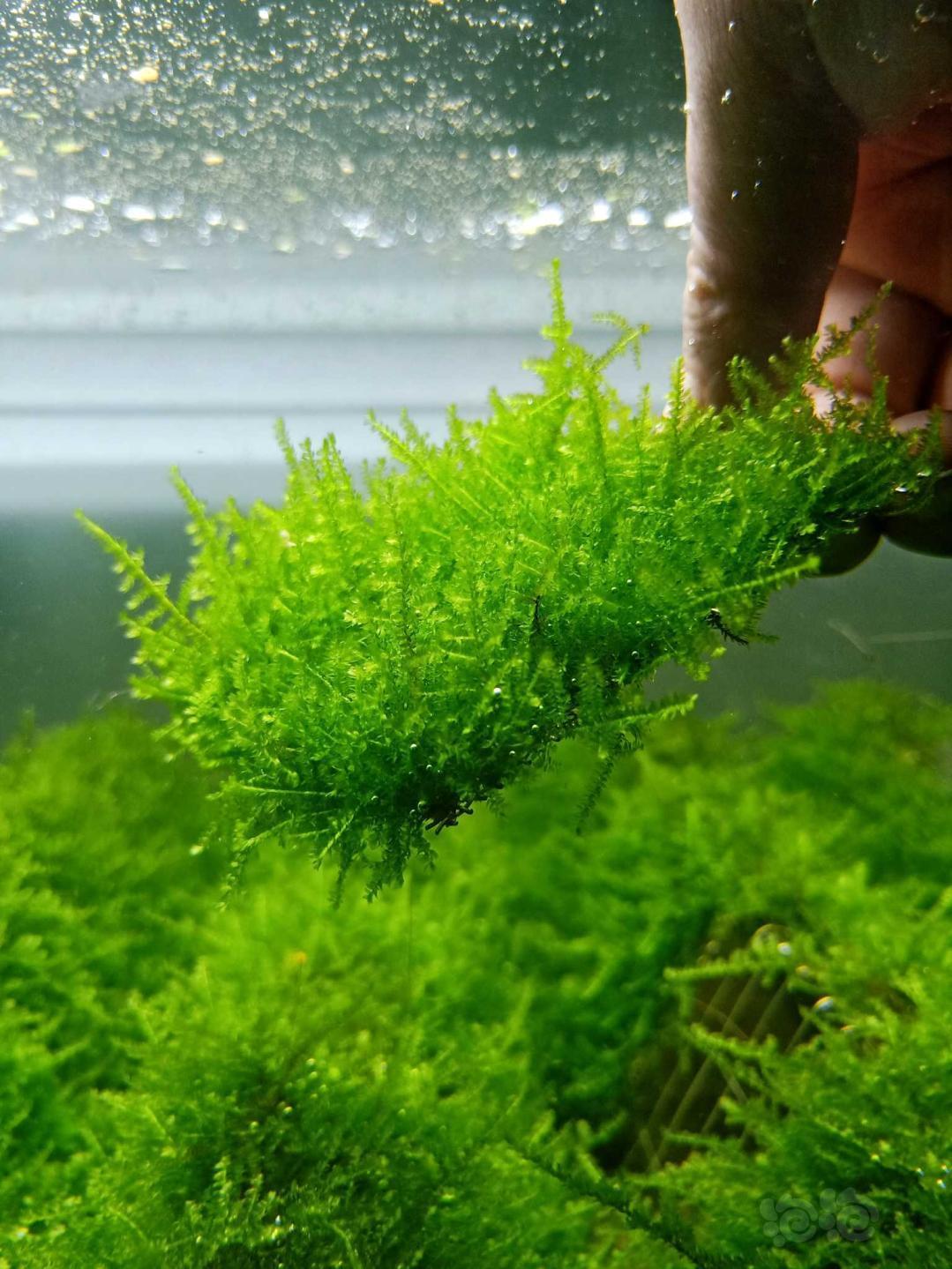 卖鹿角苔怪撅水晶大三角莫斯