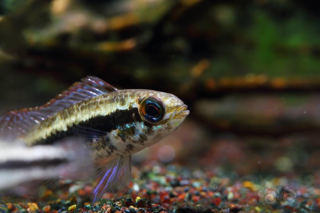 短鲷马迪拉蓝袖短鲷