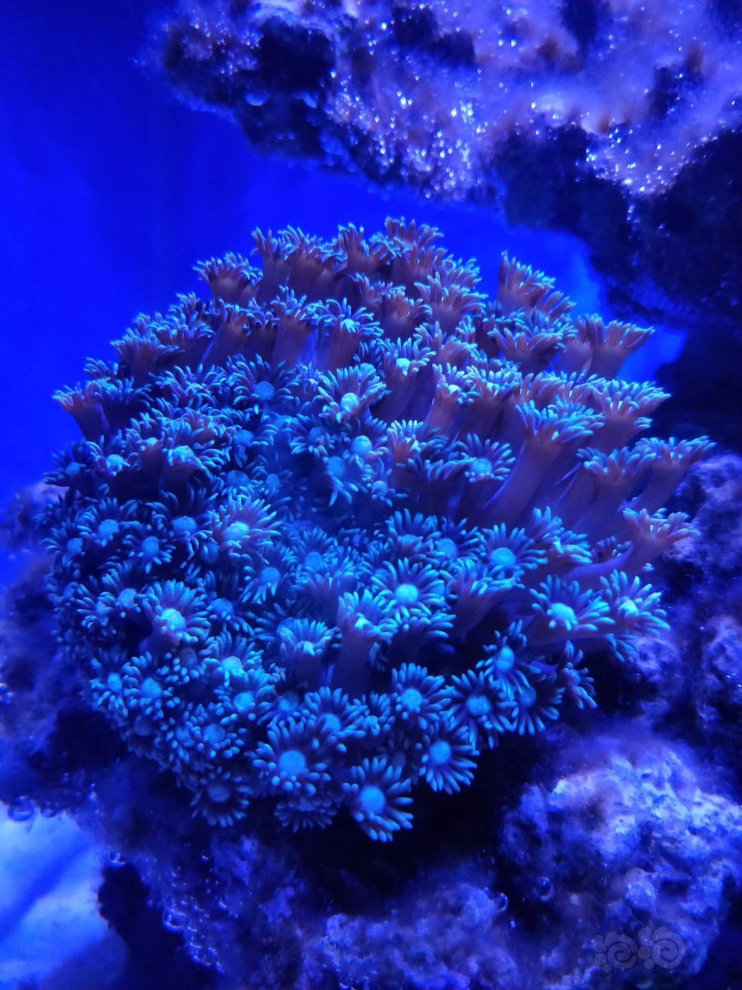 珊瑚进去半个月了！-图9