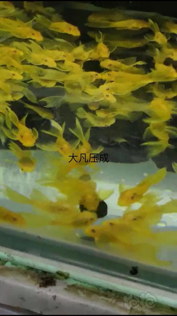 ff小球藻片*素食异形*观赏虾*观赏落饲料-图4