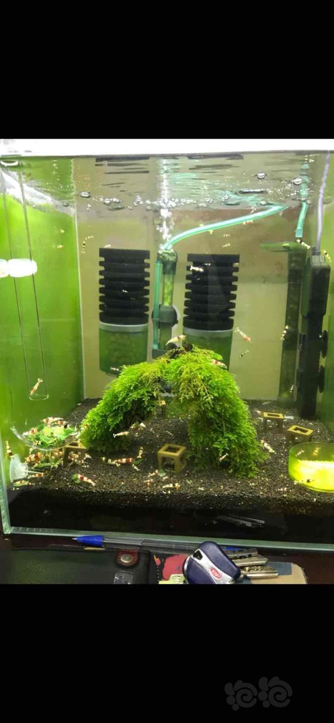 新手想开苏虾缸,求推荐某宝上那家店的宝贝齐全.谢谢