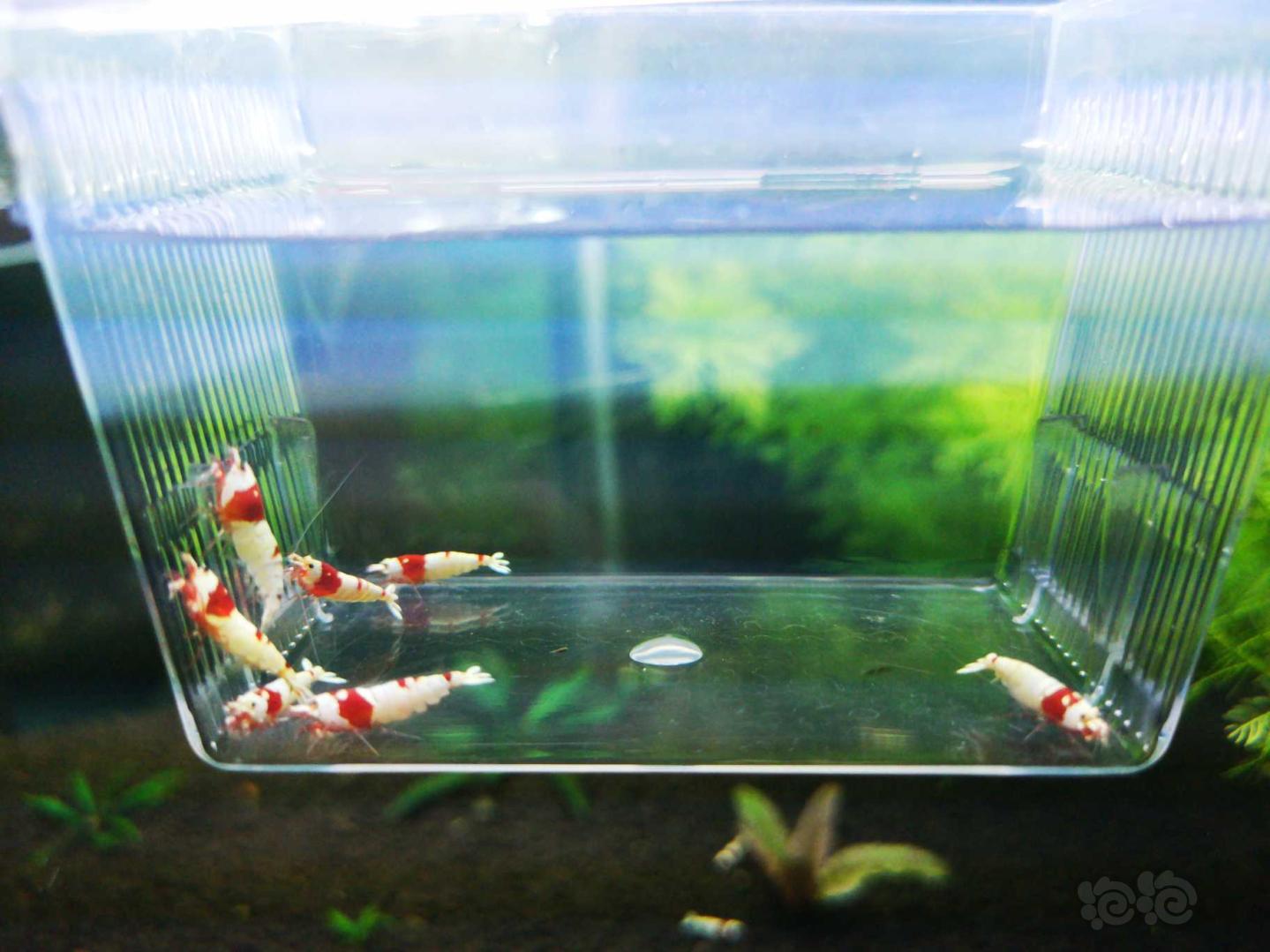 【虾】2018-10-12#RMB拍卖红白水晶虾5公7母繁殖组-图6