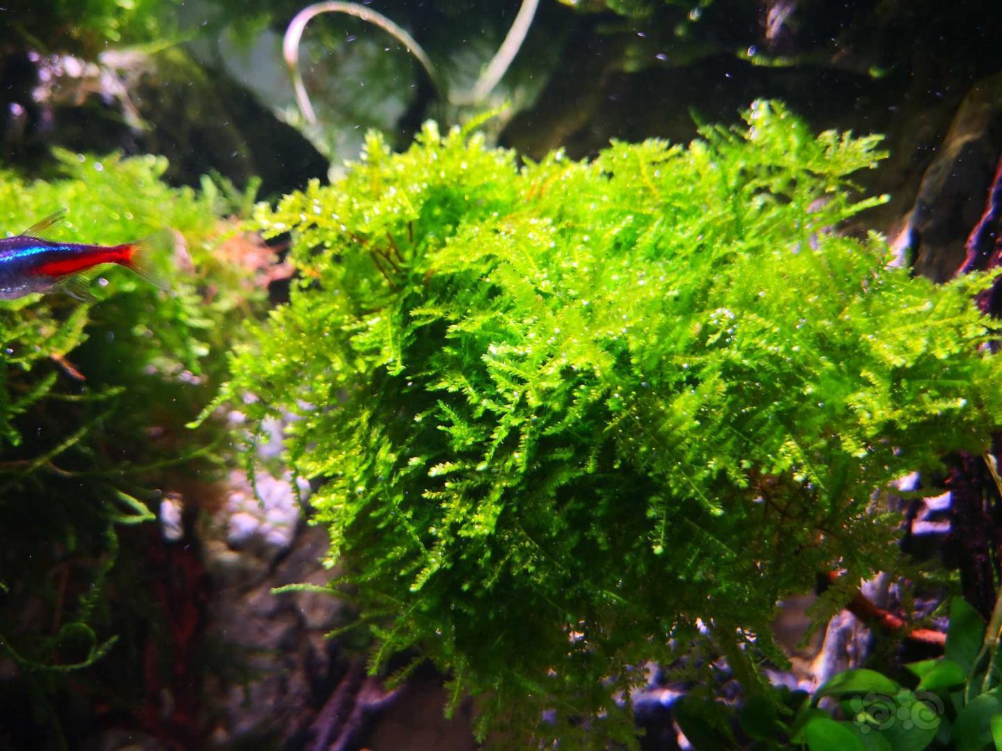 【出售】自养垂泪莫斯