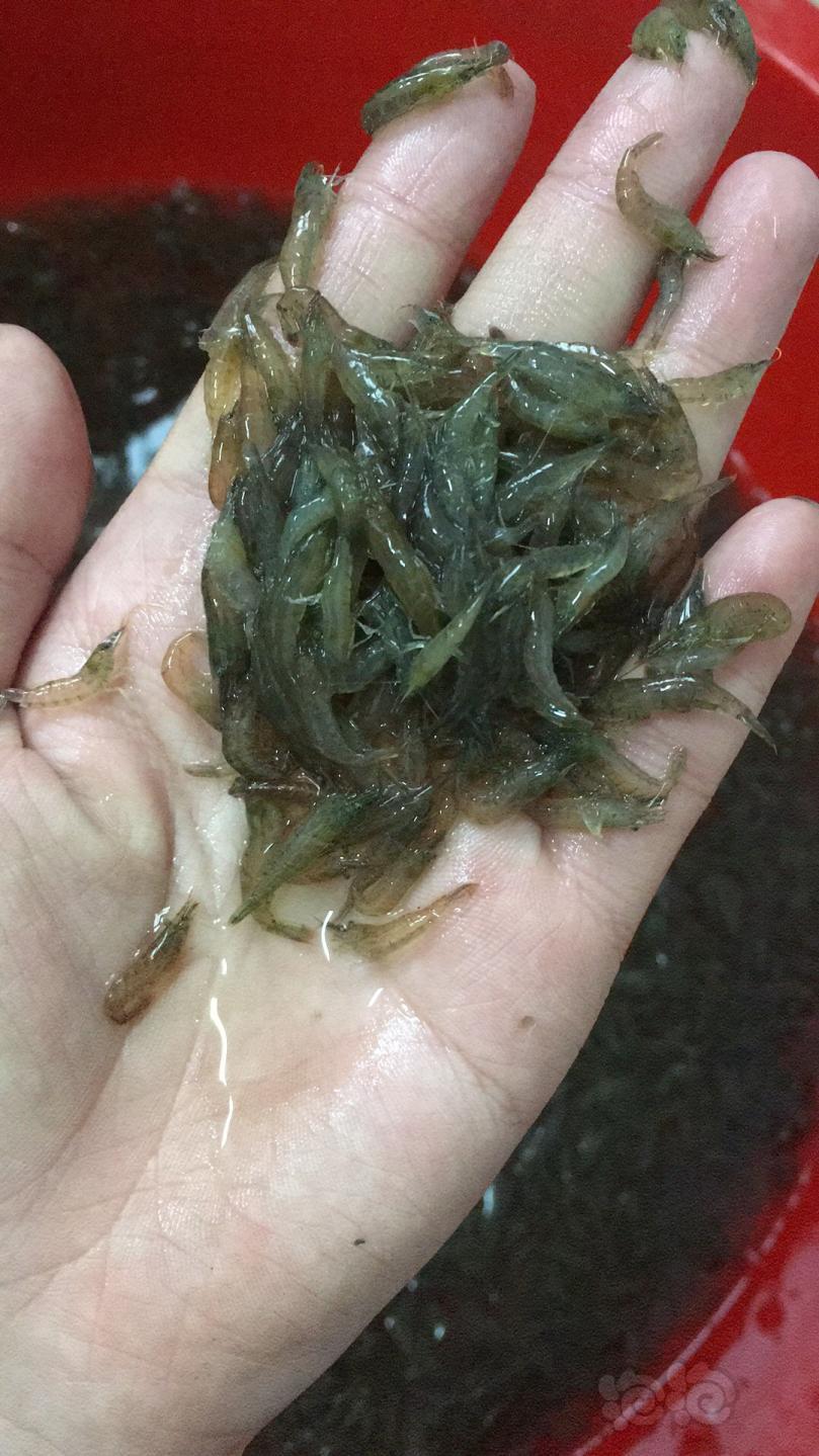 【出售】福利黑壳虾，10元100只➕100只-图4