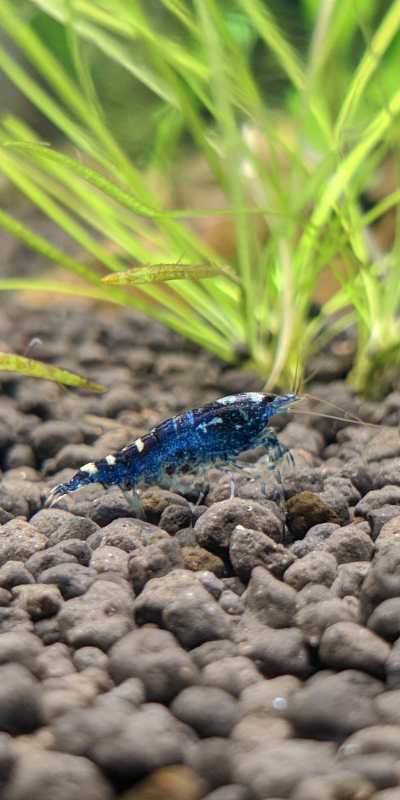 除藻虾工具虾观赏虾